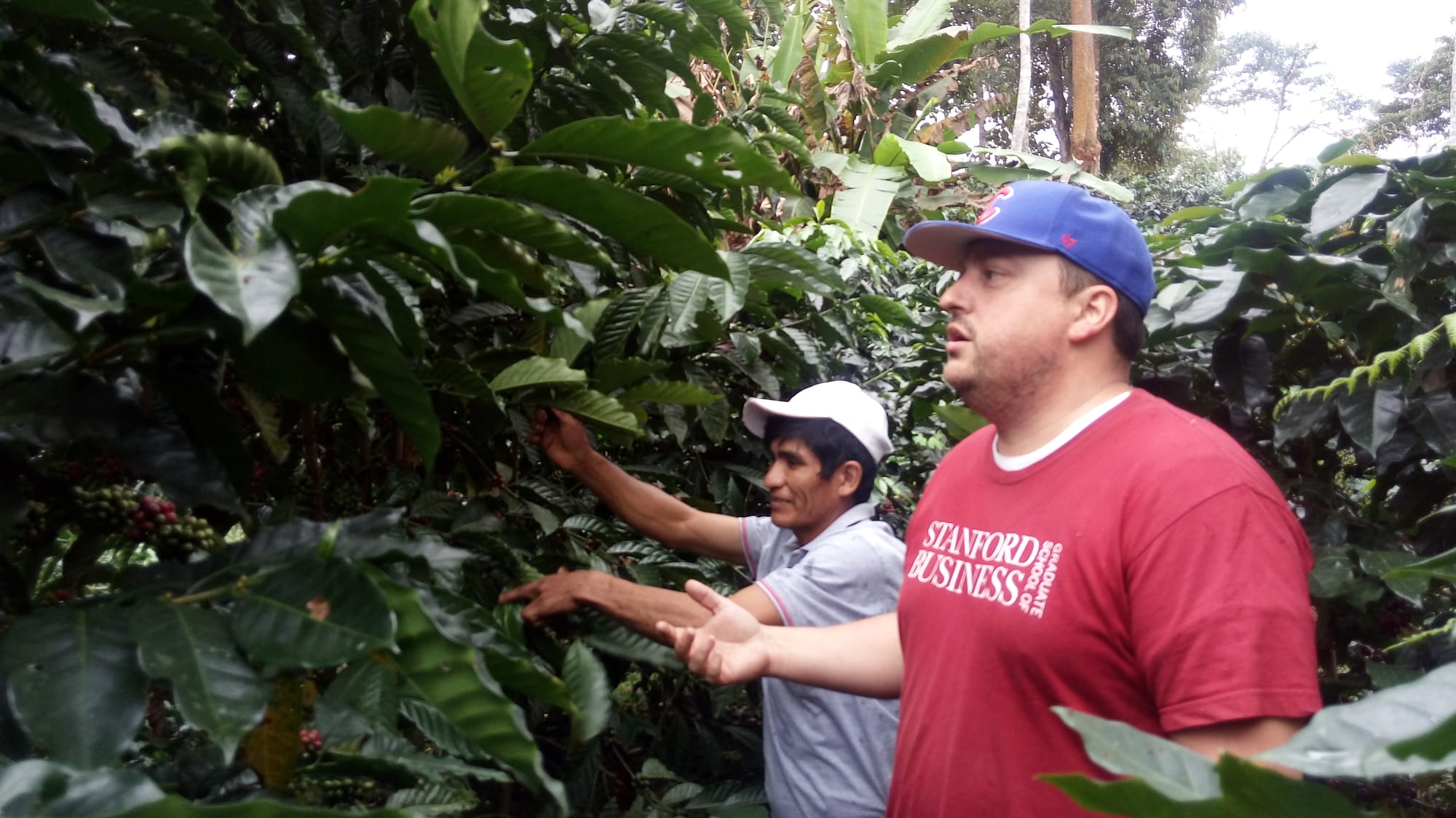 Experteering professional, Jeremy, among the coffee plants in Satipo.