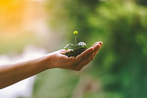 hand holding a tree seedling