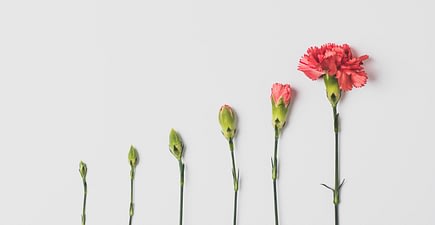 flower-edward-howell-VlTJdP8ZY1c-unsplash