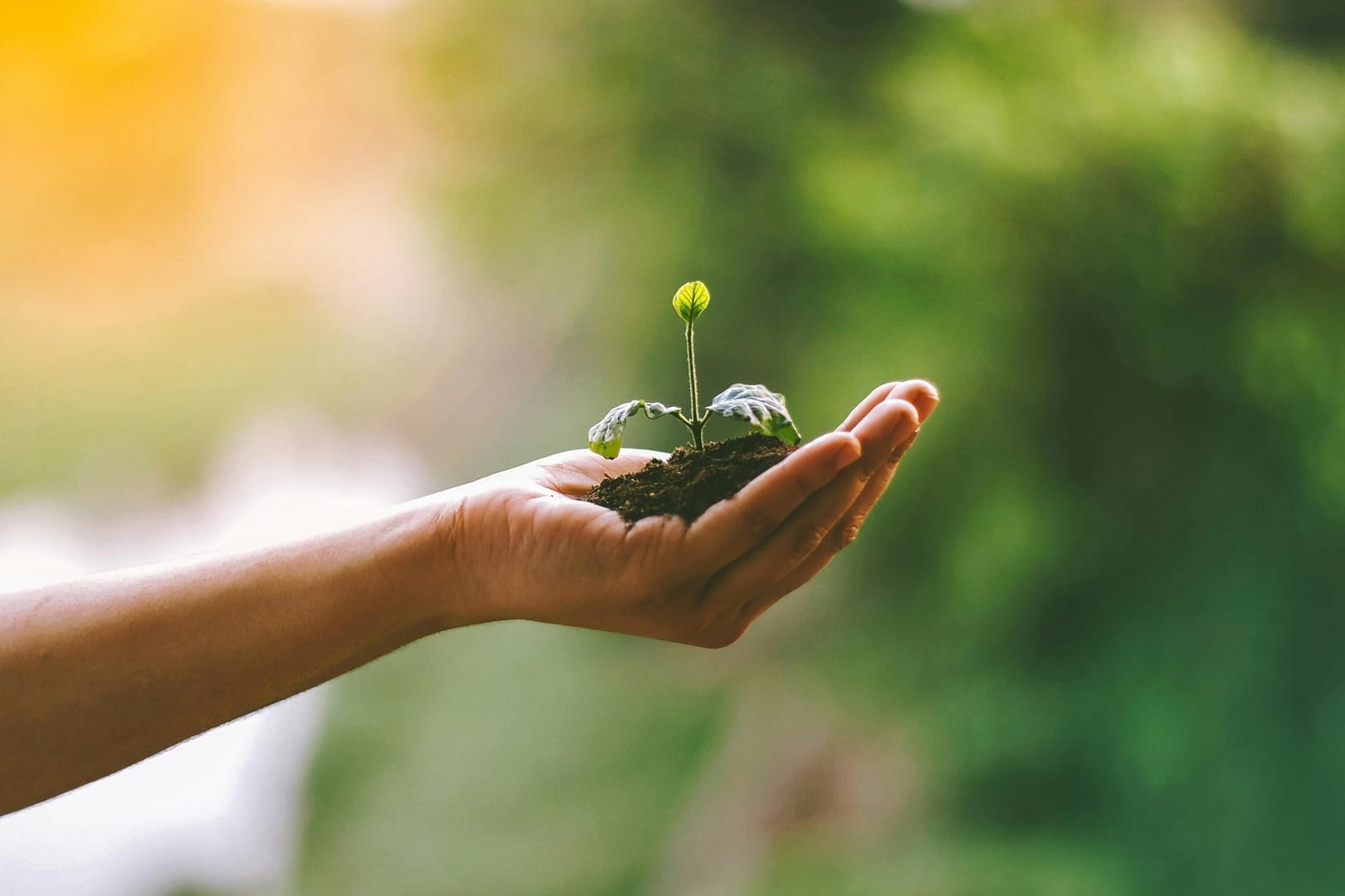 hand holding a tree seedling