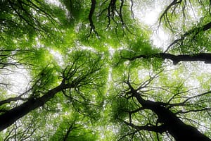canopy of trees from below