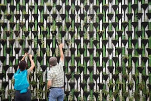 plant wall with people sustainability culture