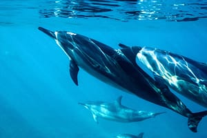 pod of dolphins underwater