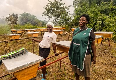 Women in the Safeplan Uganda BUWOBE beekeeping training program with their apiaries