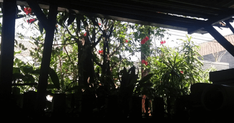 The thick mangroves, which are nourished by the compost the manufacturers produce.