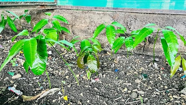 Mango saplings sprouting from ProEarth compost