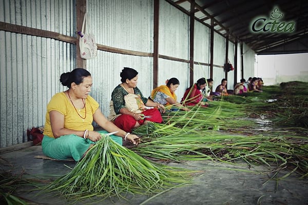 Women processing lemongrass for tea
